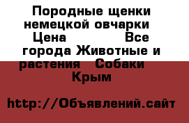 Породные щенки немецкой овчарки › Цена ­ 24 000 - Все города Животные и растения » Собаки   . Крым